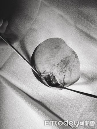 雪橇犬遭比特犬咬。(圖/翻攝自Threads@melvin_m0719)