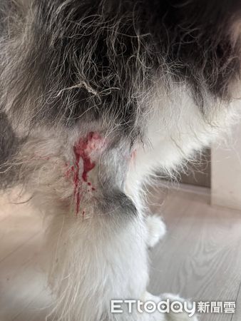 雪橇犬遭比特犬咬。(圖/翻攝自Threads@melvin_m0719)