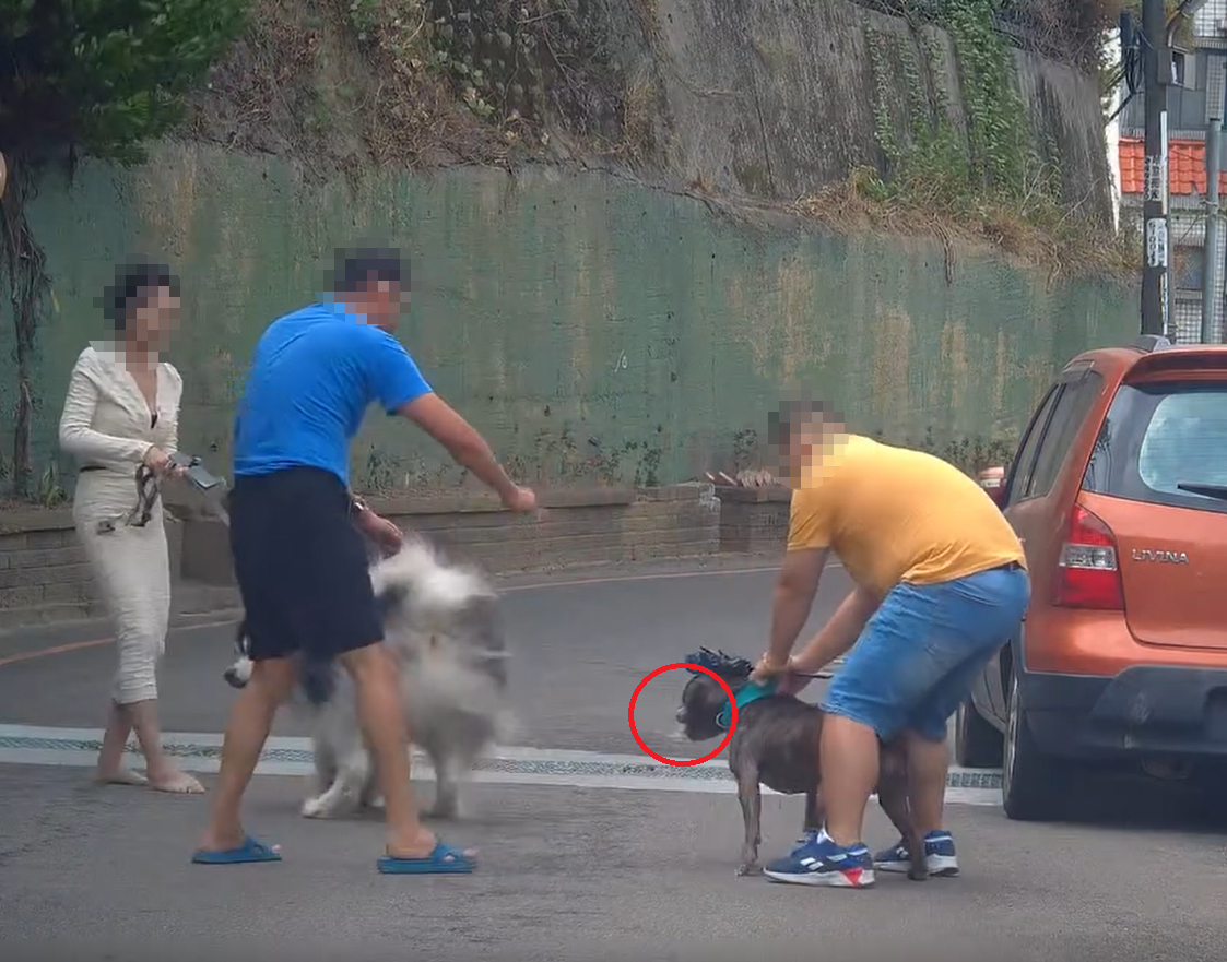 新竹比特犬攻擊雪橇犬。(圖/Threads@davidyuyuyu提供)