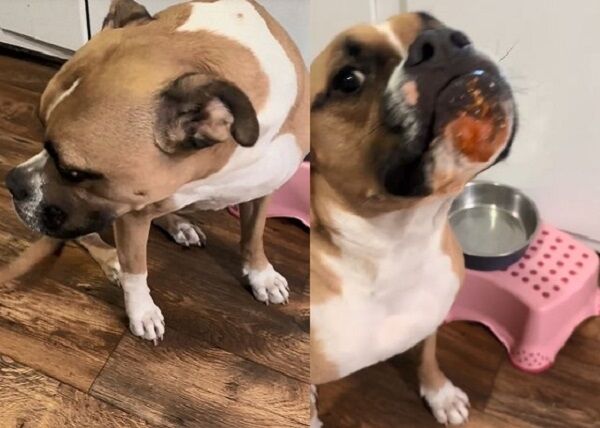 ▲。(圖/翻攝自TikTok/@jnonb252)