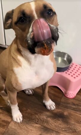 ▲。(圖/翻攝自TikTok/@jnonb252)