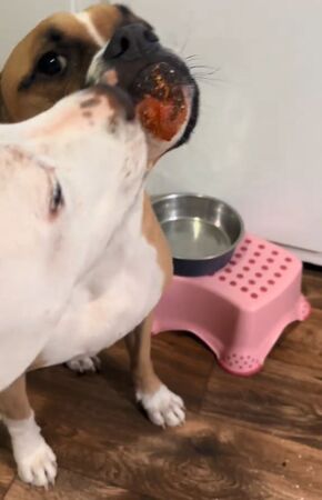 ▲。(圖/翻攝自TikTok/@jnonb252)