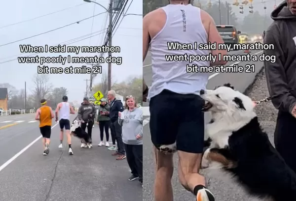 馬拉松狂跑33公里 男路上遇「熱情牧羊犬加油」下秒被咬爆紅。(圖/翻攝自TikTok/milesaheadptboston)
