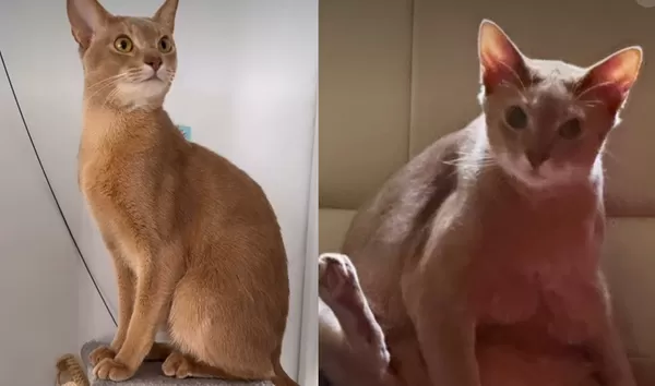 女出差把愛貓放媽媽家住 1個月後變「阿嬤養的」嚇:以為AI圖。(圖/翻攝自Instagram/linaredford)