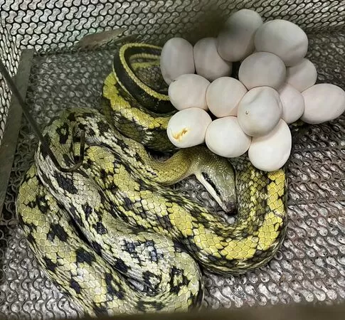 ▲新北動保孵化11條黑眉錦蛇寶寶。(圖/新北市動保處提供)