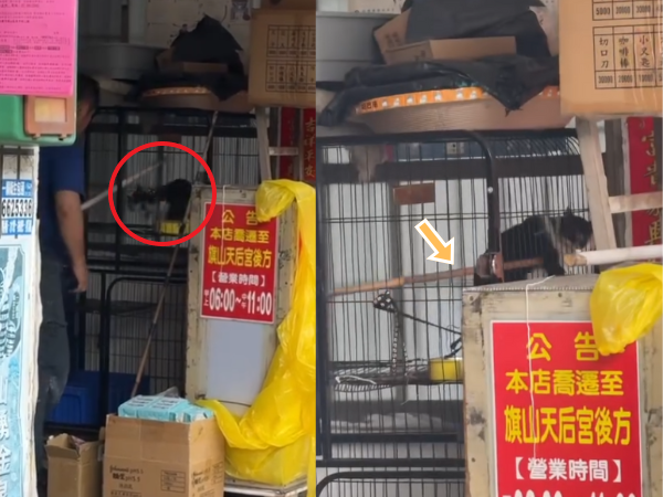 ▲小貓被棍狂戳不停哀嚎! 碗粿店虐貓影片被炎上急發文:我錯了。(圖/翻攝自Threads/elinorsong)