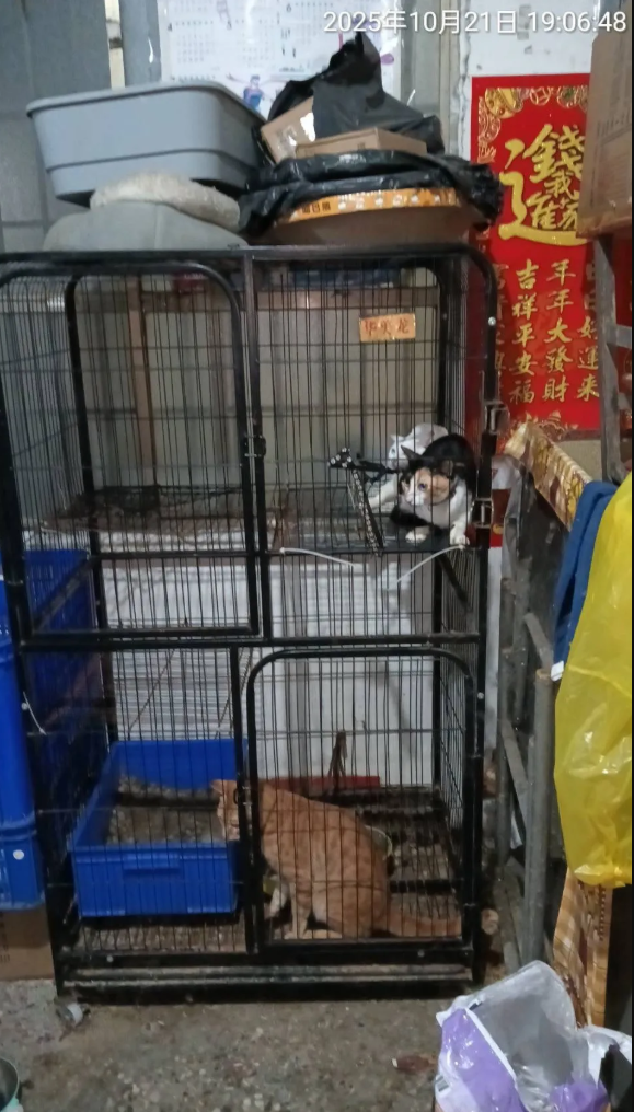 ▲小貓被棍狂戳不停哀嚎! 碗粿店虐貓影片被炎上急發文:我錯了(圖/翻攝自高雄市議員 郭建盟 )