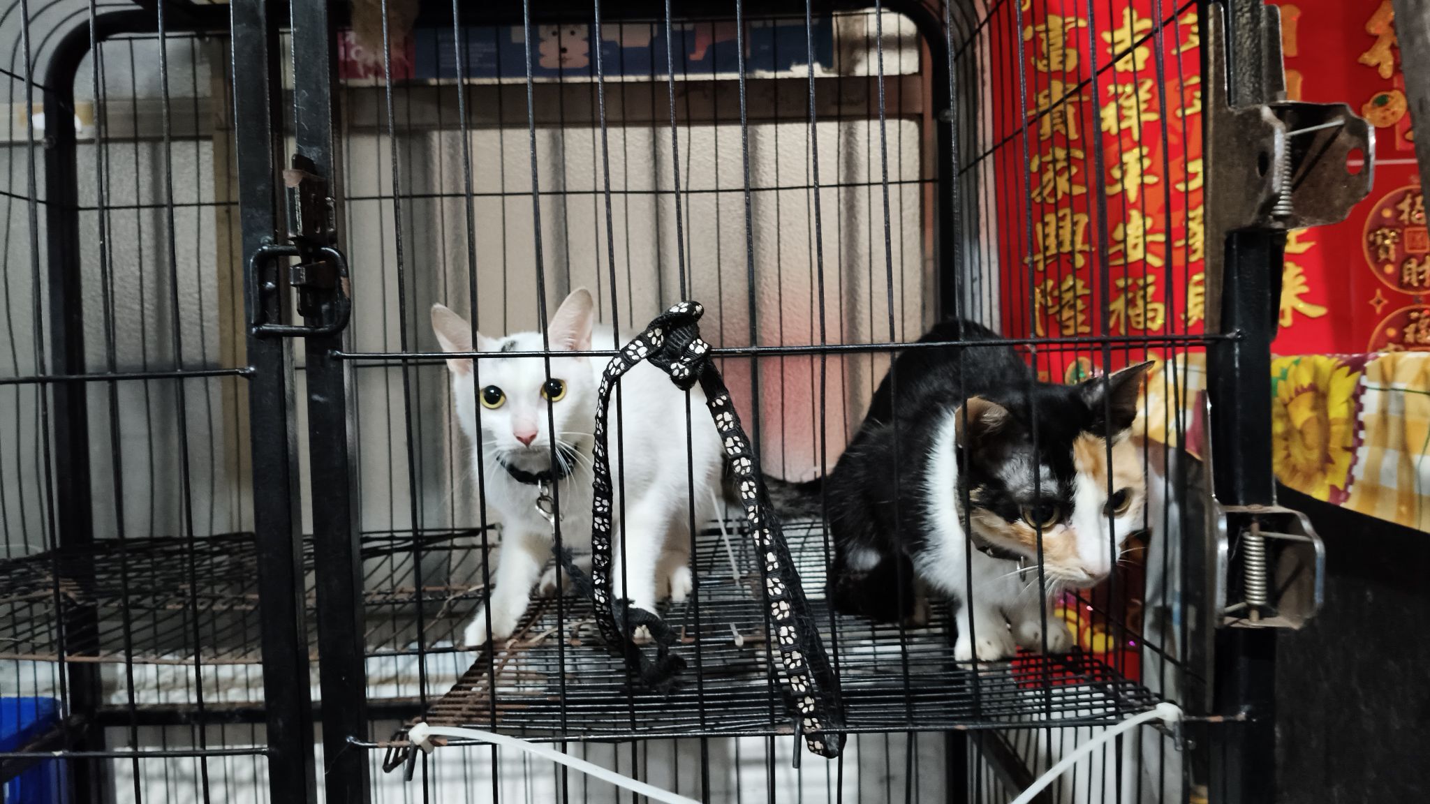 ▲小貓被棍狂戳不停哀嚎! 虐貓影片被炎上碗粿店急發文:我錯了。(圖/翻攝自曾慶義 大德里里長 )