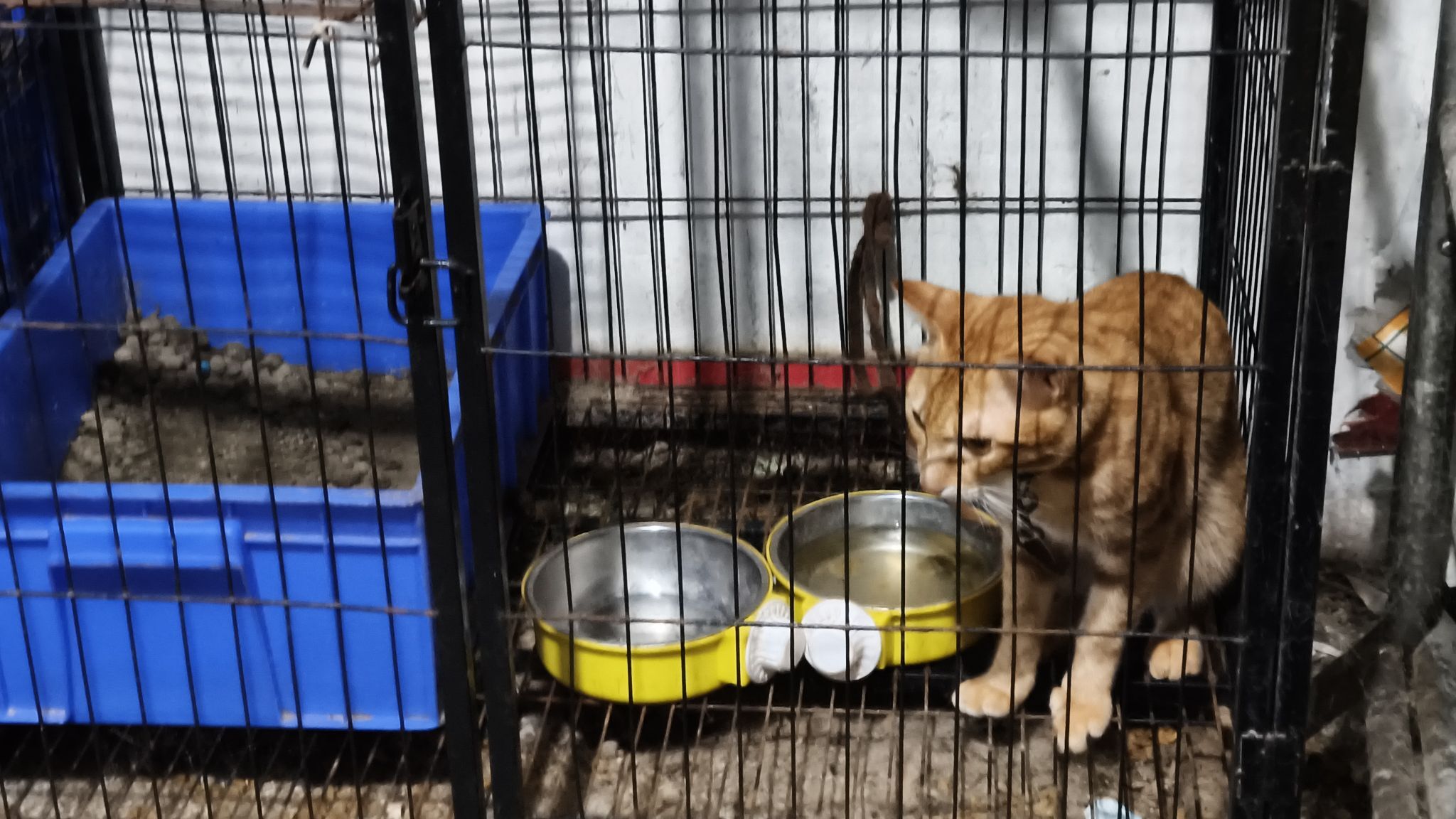 ▲小貓被棍狂戳不停哀嚎! 虐貓影片被炎上碗粿店急發文:我錯了。(圖/翻攝自曾慶義 大德里里長 )