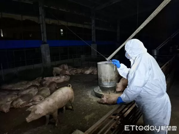 ▲▼台中養豬場傳出感染非洲豬瘟,市府連夜撲殺195隻豬。(記者/台中市政府提供,下同)
