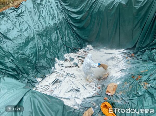 ▲▼台中養豬場傳出感染非洲豬瘟,市府連夜撲殺195隻豬。(記者/台中市政府提供,下同)