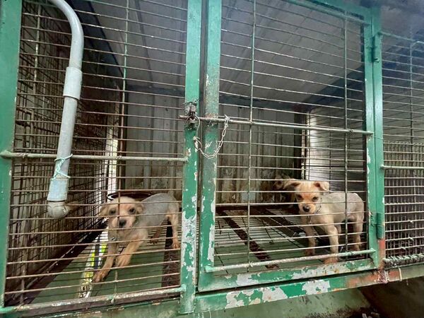 苗栗繁殖場。(圖/苗栗縣動保所提供)