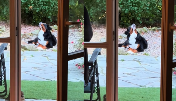 狗狗詭盯著天空「頭部不停左右晃」 女好奇一看嚇:真的超壯觀。(圖/翻攝自TikTok/big.meech_)