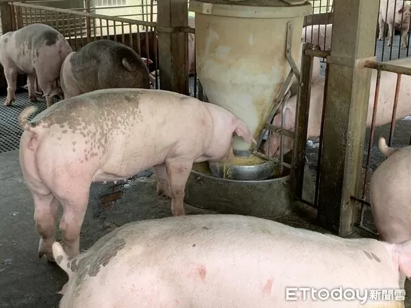▲▼雲林縣肉品市場,豬肉,毛豬,非洲豬瘟。(圖/記者游瓊華翻攝)