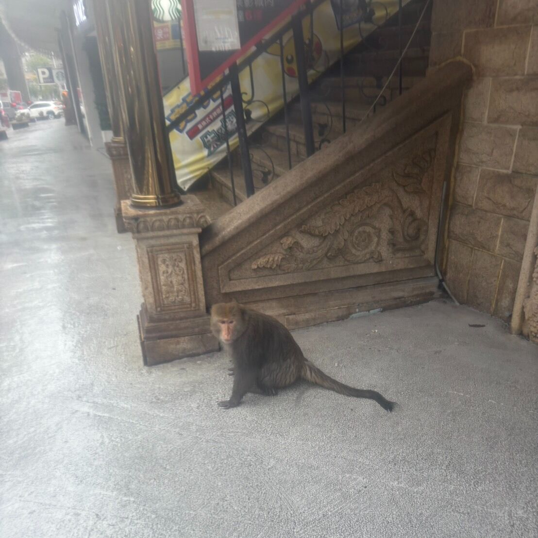 ▲▼「哈拉影城」驚見猴子躲雨。(圖/翻攝Facebook/哈拉影城)