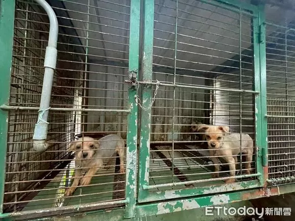 苗栗人人犬舍非法繁殖。(圖/苗栗縣動防所提供)