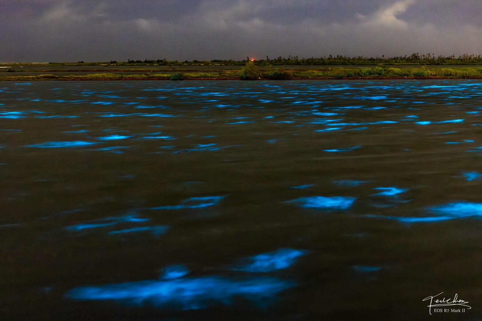 ▲▼台南生命之樹出現藍眼淚。(圖/網友 Ted Chen授權提供,請勿翻攝)