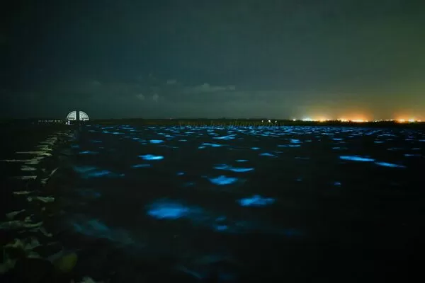 ▲▼ 。(圖/網友@tarotaro419 授權)