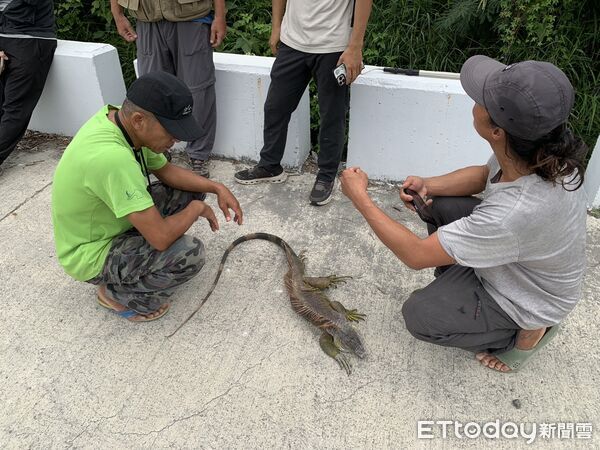 ▲台東縣府攜手民眾成功移除綠鬣蜥。(圖/記者楊晨東翻攝)