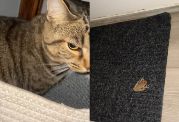 半夜被喵叫聲吵醒 女摸黑尋找「發現1生物」驚嚇:竟然不是貓。(圖/翻攝自TikTok/deets_aurora_nebula)