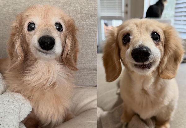 可愛到像AI!臘腸犬嘴角上揚「歪嘴微笑」爆紅 主人爆背後真相。(圖/翻攝自Instagram/buddy_bella_birdie)