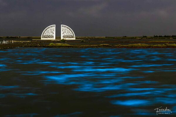 ▲▼台南生命之樹出現藍眼淚。(圖/網友 Ted Chen授權提供,請勿翻攝)
