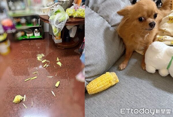 ▲。(圖/有點毛毛的/林小妞提供)