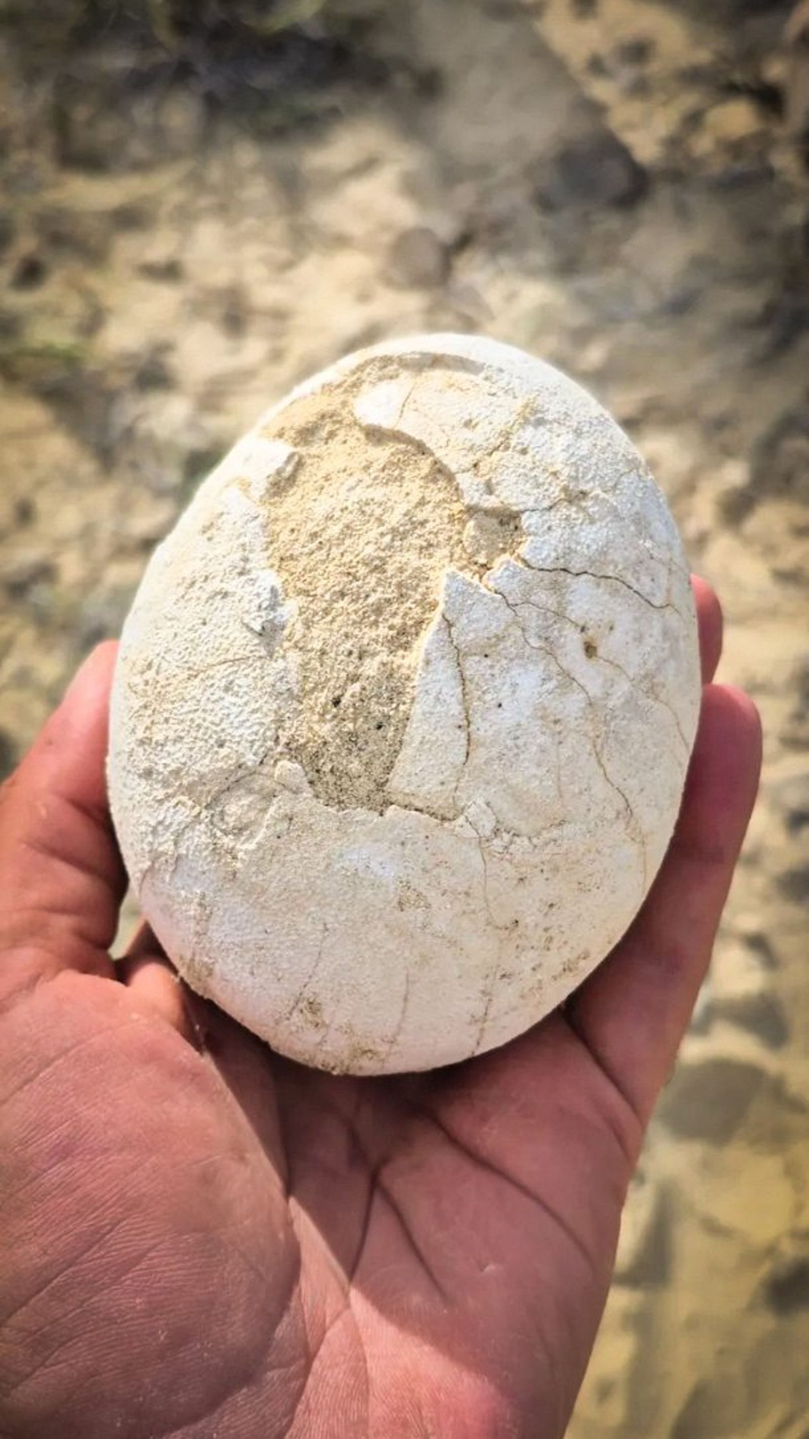 7000萬年前恐龍蛋出土!保存完整「光滑如水煮蛋」 科學家驚呼:太神奇了