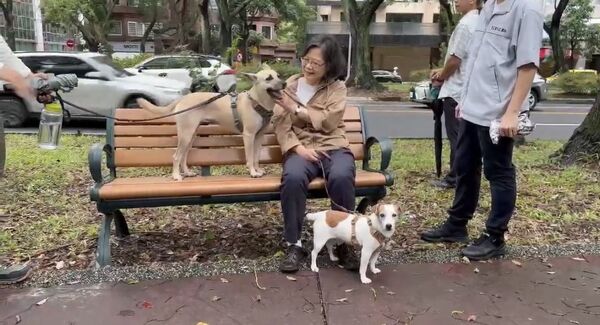 ▲▼前總統蔡英文在北市街頭遛樂樂與鳳梨妹,並向參與同志遊行之群眾揮手致意。(圖/蔡英文辦公室提供)
