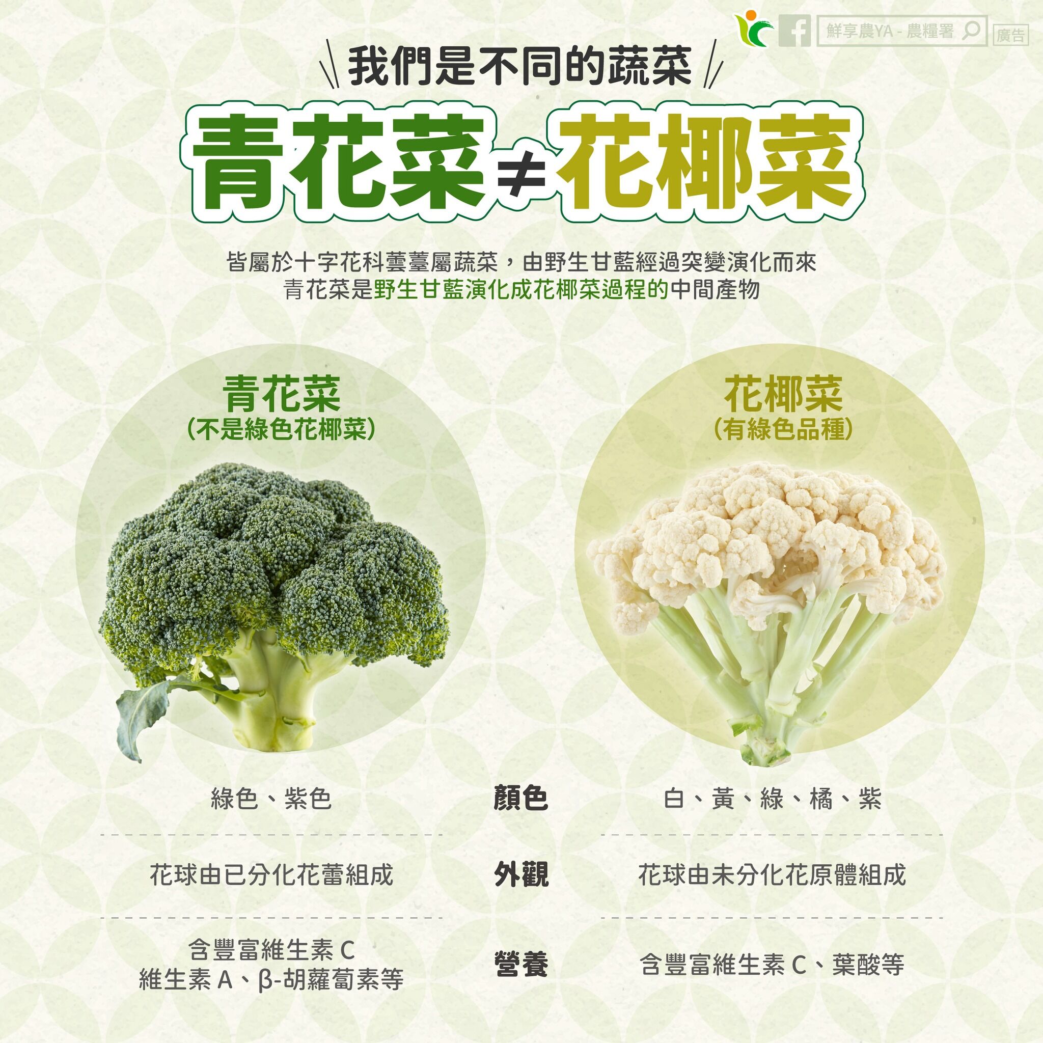 ▲▼農糧署分享青花菜、花椰菜的差異。(圖/農糧署)