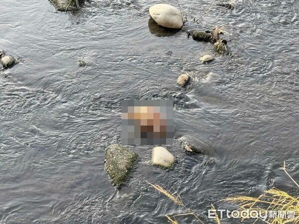 ▲真相大白!麻園頭溪「豬屍」是泡水狗,台中豬瘟防疫虛驚一場。(圖/記者游瓊華攝)