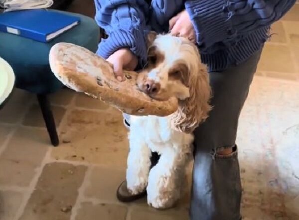 ▲。(圖/翻攝自TikTok/@queencandyc)