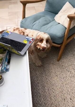 ▲。(圖/翻攝自TikTok/@queencandyc)