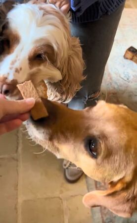 ▲。(圖/翻攝自TikTok/@queencandyc)