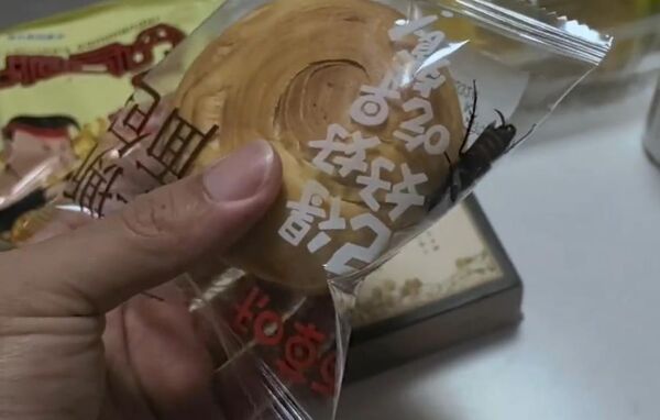 ▲▼大陸袋裝麵包出現「活蟑螂」。(圖/翻攝極目新聞)