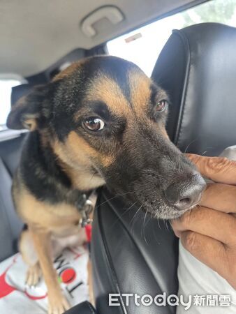 光復鄉狗狗妞妞。(圖/有點毛毛的/快樂狗老闆李汪賢投稿)