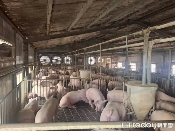 ▲動保處訪查該養豬戶豬隻健康情形。(圖/記者林東良翻攝)