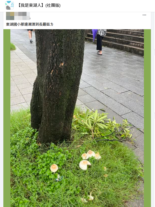 ▲▼真的長菇!連下近7天雨 內湖路人驚見路邊「大白菇」。(圖/翻攝「我是東湖人」臉書社團)