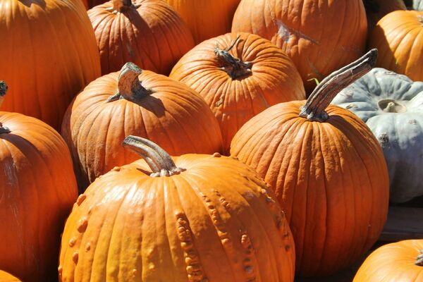 ▲▼營養師曝「南瓜健康好處」。(圖/Unsplash)