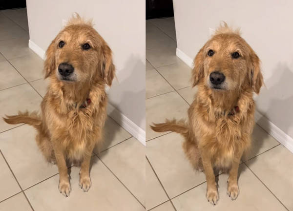 貪吃黃金貴賓犬聽零食聲立刻醒來 「炸毛打哈欠」可愛模樣爆紅。(圖/翻攝自TikTok/eo_thedoodle5)