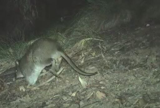 ▲。(圖/翻攝自Facebook/NSW National Parks and Wildlife Service)