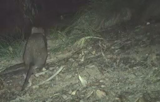 ▲。(圖/翻攝自Facebook/NSW National Parks and Wildlife Service)