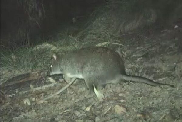 ▲。(圖/翻攝自Facebook/NSW National Parks and Wildlife Service)