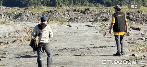 ▲▼受颱風樺加沙豪雨、馬太鞍溪堰塞湖潰壩造成光復鄉、鳳林鎮農作受災範圍廣泛。(圖/花蓮縣政府提供,下同)