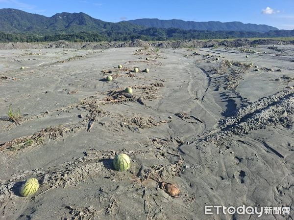 ▲▼受颱風樺加沙豪雨、馬太鞍溪堰塞湖潰壩造成光復鄉、鳳林鎮農作受災範圍廣泛。(圖/花蓮縣政府提供,下同)