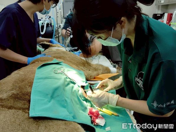 ▲壽山動物園明星動物非洲獅「大姊」本月癌逝 。(圖/壽山動物園提供)