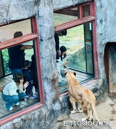 ▲壽山動物園明星動物非洲獅「大姊」本月癌逝 。(圖/壽山動物園提供)