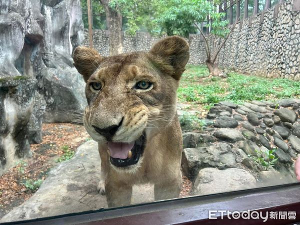 ▲壽山動物園明星動物非洲獅「大姊」本月癌逝 。(圖/壽山動物園提供)
