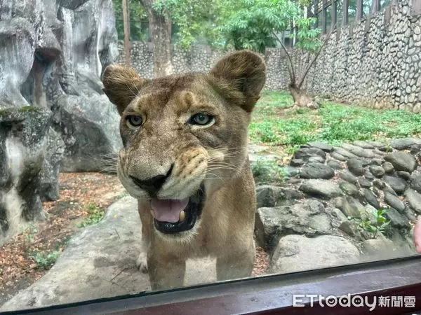 ▲壽山動物園明星動物非洲獅「大姊」本月癌逝 。(圖/壽山動物園提供)
