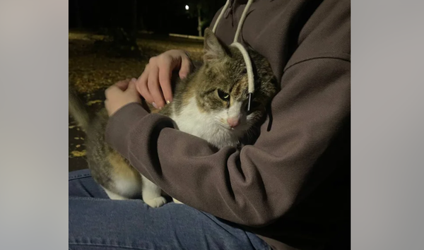 天天出現在公園陪散步 女雨天發現浪貓原地「淋雨癡等」感動收編。(圖/翻攝自Reddit)